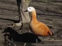 Casarca [Tadorna ferruginea]